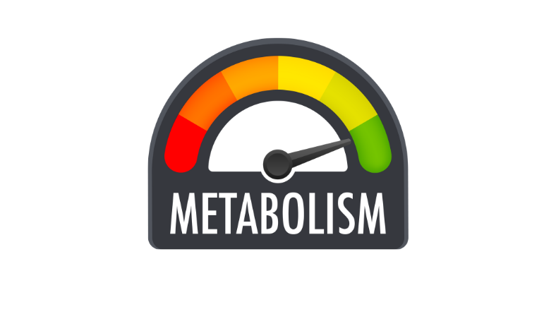Metabolism Repair Guide